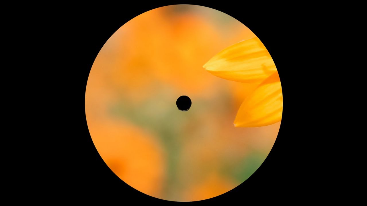 Tom Spark, Yogi P — What We Say